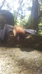 Pteropus seychellensis seychellensis