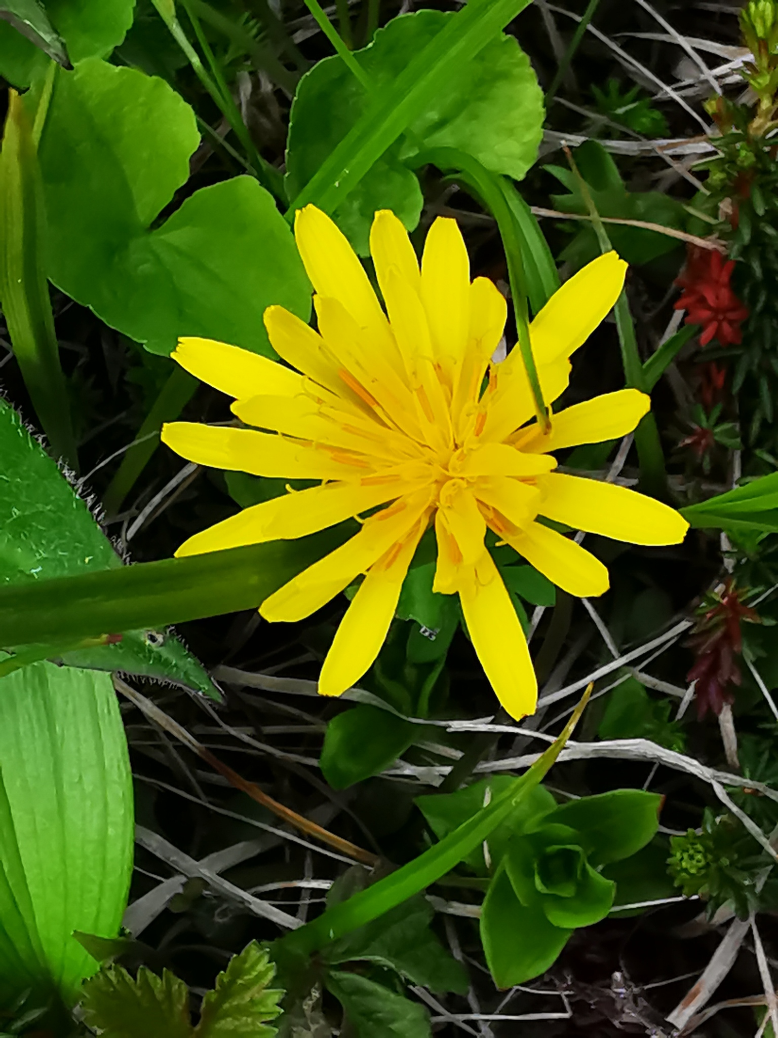 Taraxacum alaskanum