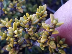 Coprosma fowerakeri