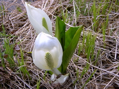 Lysichiton camtschatcensis