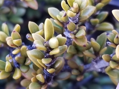 Coprosma fowerakeri
