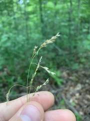 Poa saltuensis