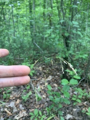 Poa saltuensis
