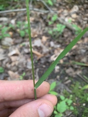 Poa saltuensis