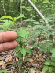 Poa saltuensis