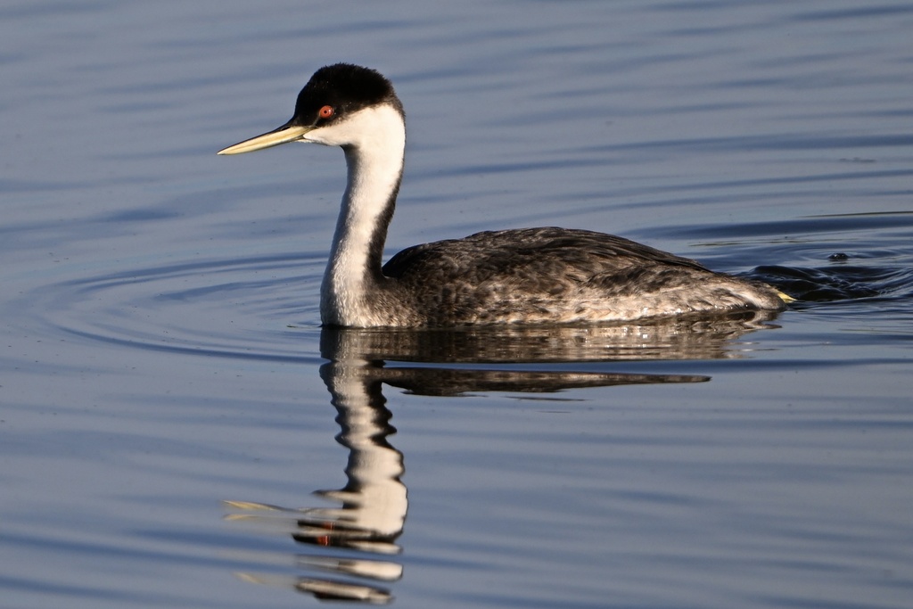 Western Grebe photo