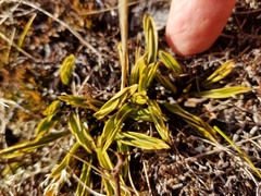 Aciphylla monroi