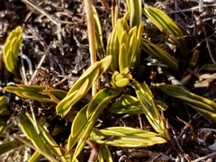 Aciphylla monroi