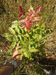 Pistacia atlantica mutica