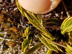 Aciphylla monroi