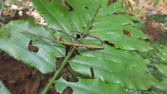 Carausius sechellensis