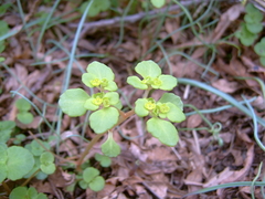 Chrysosplenium kamtschaticum