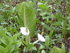 Lysichiton camtschatcensis