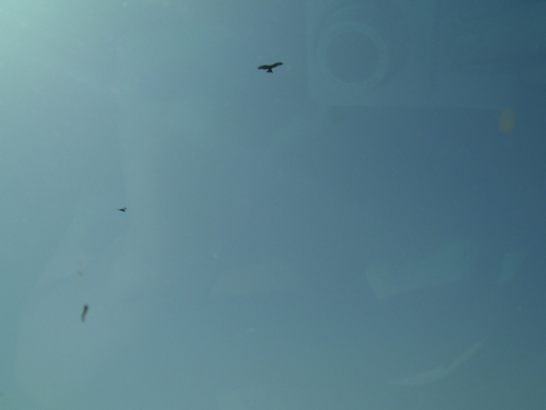 Black Kite