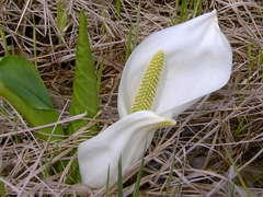 Lysichiton camtschatcensis