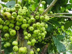 Ficus variegata garciae