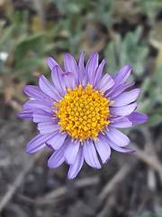 Symphyotrichum campestre