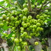 Ficus variegata garciae - Photo no hay derechos reservados, subido por 葉子
