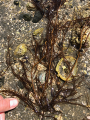 Gracilaria pacifica