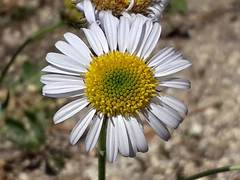 Erigeron eatonii