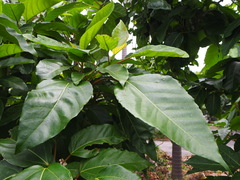 Ficus variegata garciae
