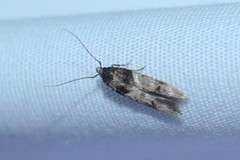 Walshia miscecolorella