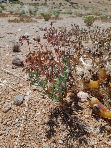 Kewa salsoloides (Kewa salsoloides)