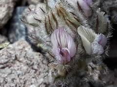 Astragalus austiniae