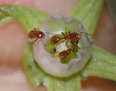 Solenopsis punctaticeps