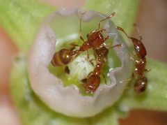 Solenopsis punctaticeps