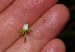 Solenopsis punctaticeps