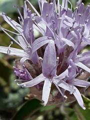 Monardella odoratissima glauca