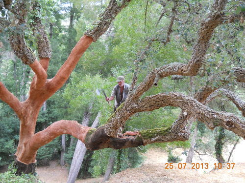 cork oak