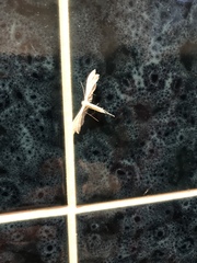 Pterophorus pentadactyla