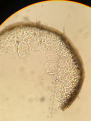Gracilaria pacifica