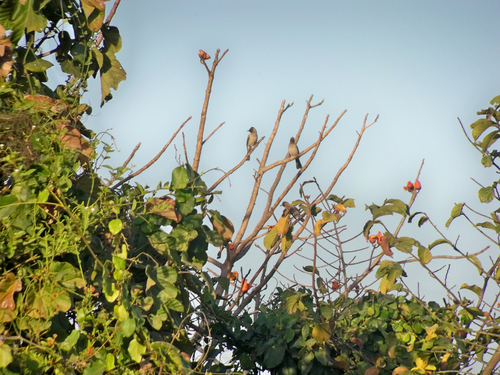 Common Bulbul