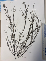 Gracilaria pacifica