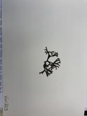 Besa leptophylla