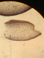 Besa leptophylla