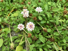 Phyla nodiflora minor