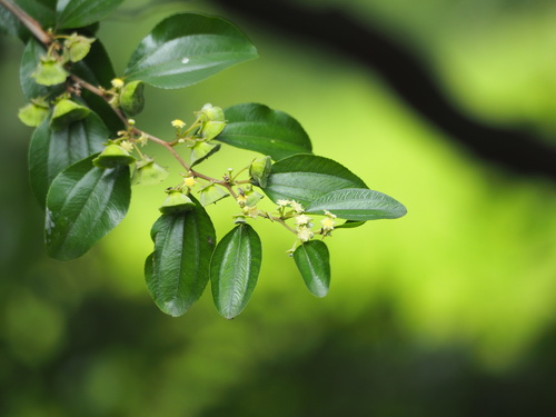 Image of Thorny Wingnut (Paliurus ramosissimus) by no rights reserved