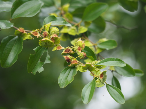 Image of Thorny Wingnut (Paliurus ramosissimus) by no rights reserved