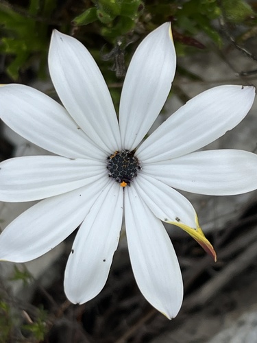 Image of Dimorphotheca acutifolia by (c) Charleen Brunke, some rights reserved (CC BY)