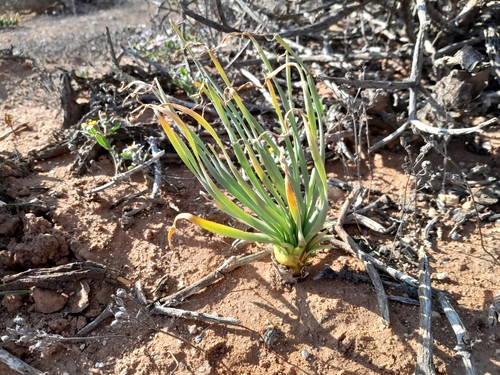 Image of Gethyllis namaquensis by no rights reserved