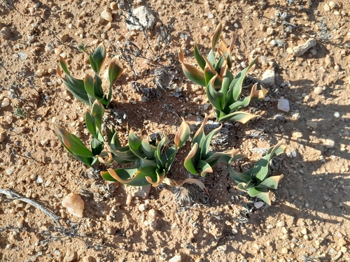 Fusifilum physodes