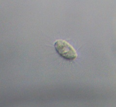Ciliophora