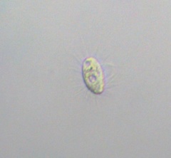 Ciliophora