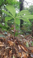 Arisaema macrospathum