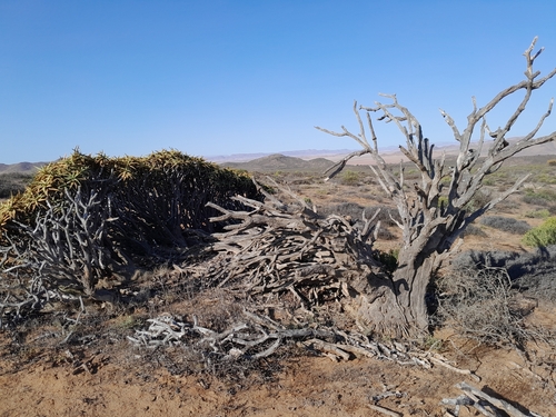 Image of Aloidendron ramosissimum by no rights reserved