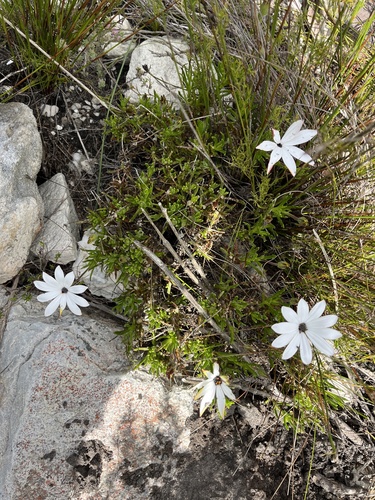 Image of Dimorphotheca acutifolia by (c) Charleen Brunke, some rights reserved (CC BY)